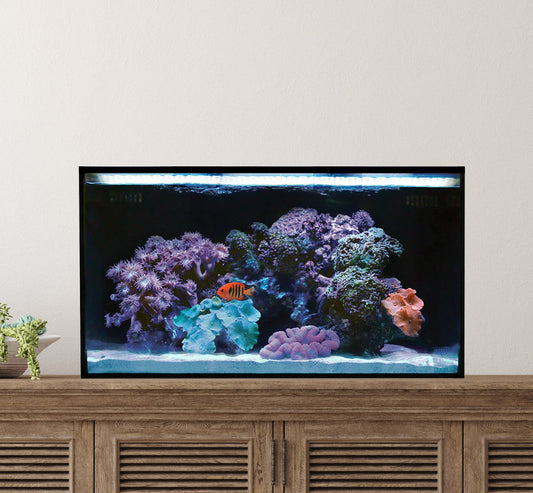Innovative Marine NUVO Fusion - 20 Long AIO Aquarium - Desktop Starter Kit