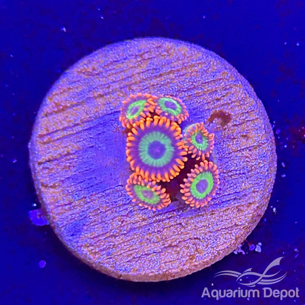 Emeralds on fire Zoa 1-2 polyps(Zoanthus sp.)