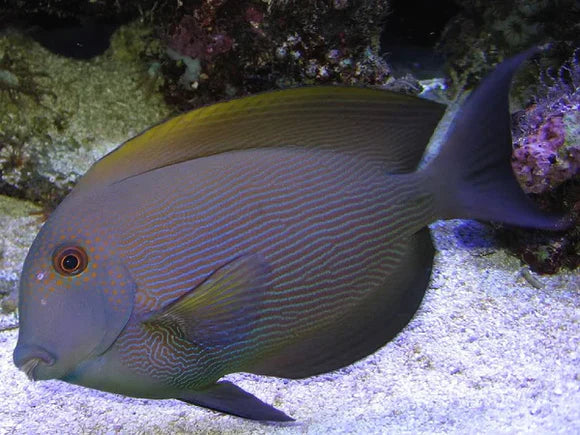 Orange Stripe Bristletooth Tang - Ctenochaetus striatus