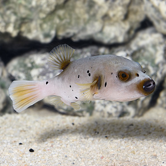 Dogface Puffer Brown - Arothron nigropunctatus