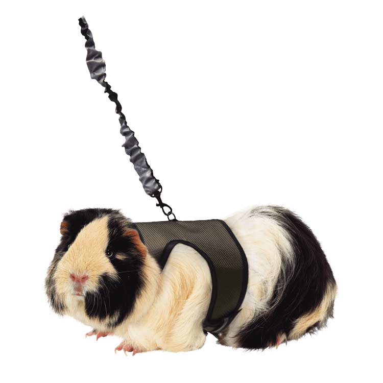 Kaytee Comfort Harness & Stretchy Leash - Medium - The Pet Source