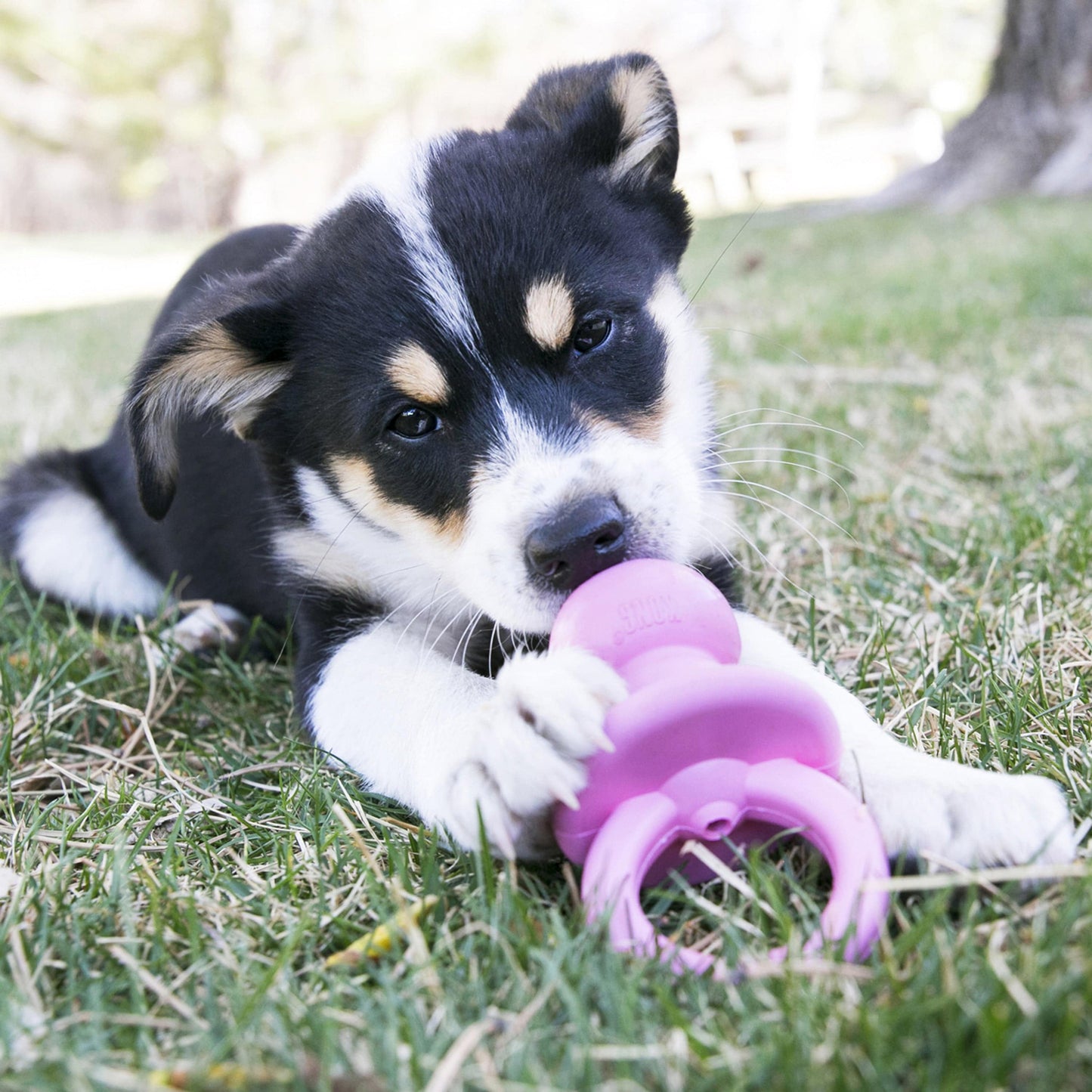 Kong Puppy Binkie - Small - The Pet Source