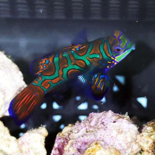 Blue Mandarin Fish - Synchiropus splendidus - Biota Captive Bred - Tiny (< 1")