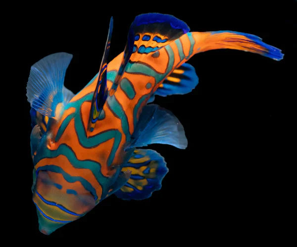 Blue Mandarin Fish - Synchiropus splendidus - Biota Captive Bred - Tiny (< 1")