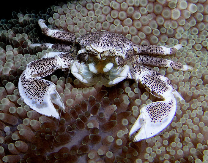 Porcelain Anemone Crab - Neopetrolisthes ohshimai
