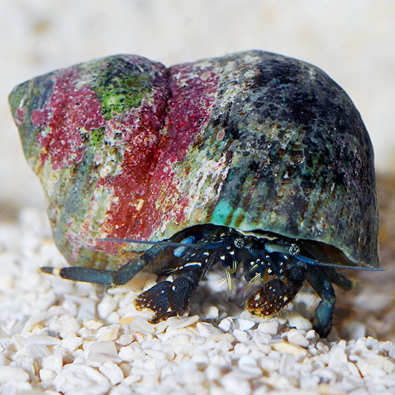 Dwarf Yellow Tip Hermit Crab - Clibanarius sp.