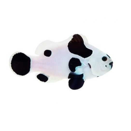 Black Storm Clownfish - Captive Bred - Small - 1" to 1.25"