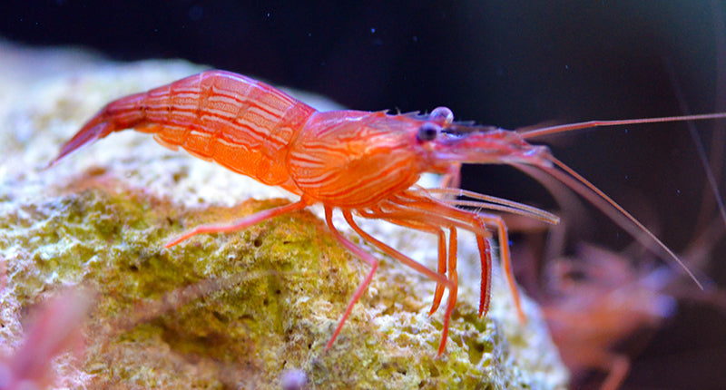 Peppermint Shrimp - Lysmata wurdemanni