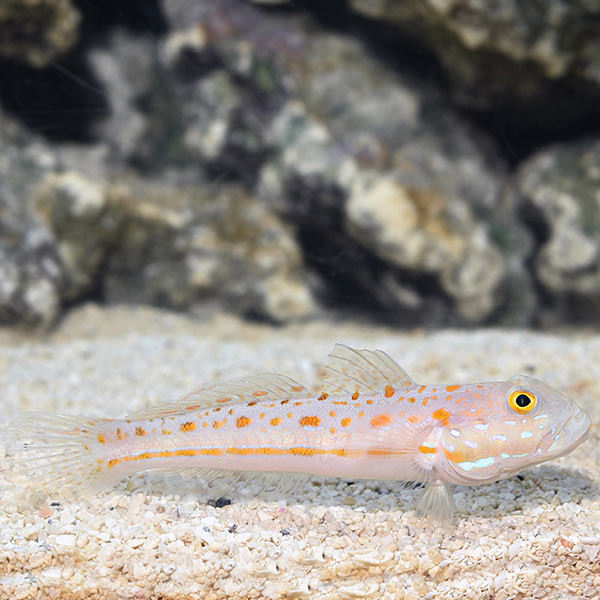 Diamond Watchman Goby- Valenciennea puellaris