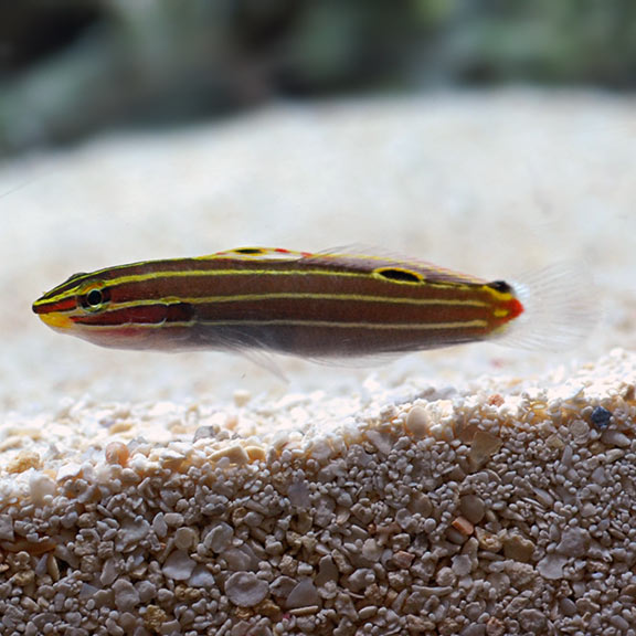 Hector's Goby - Koumansetta hectori