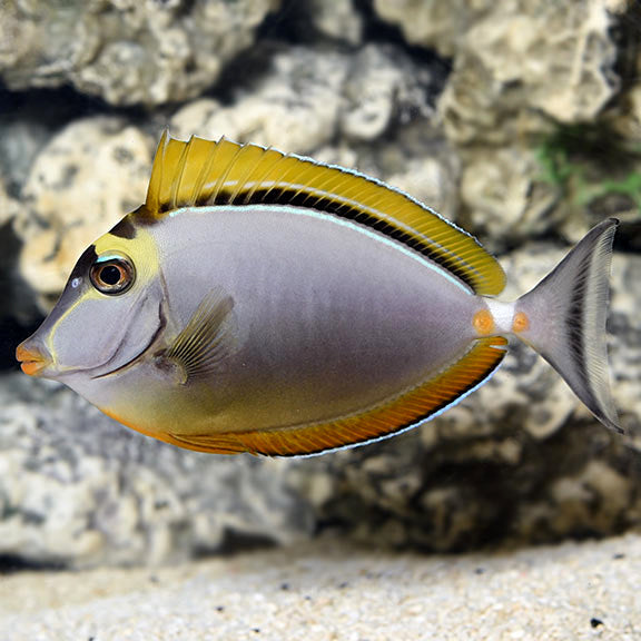 Blonde Naso Tang - Naso elegans
