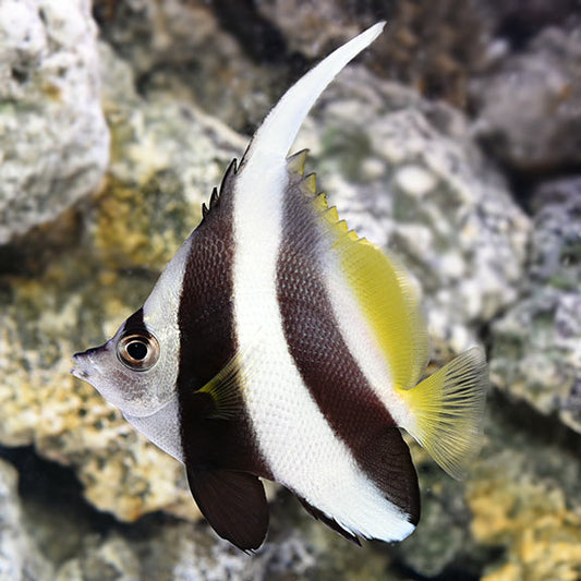 Heniochus Black & White Butterflyfish - Heniochus acuminatus