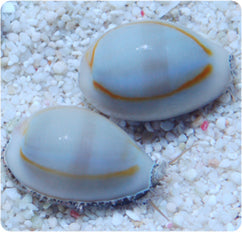Money Cowrie Snail - Monetaria moneta