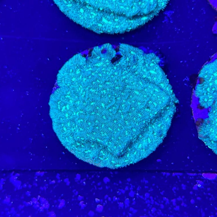 Neon Green Leptoseris Frag