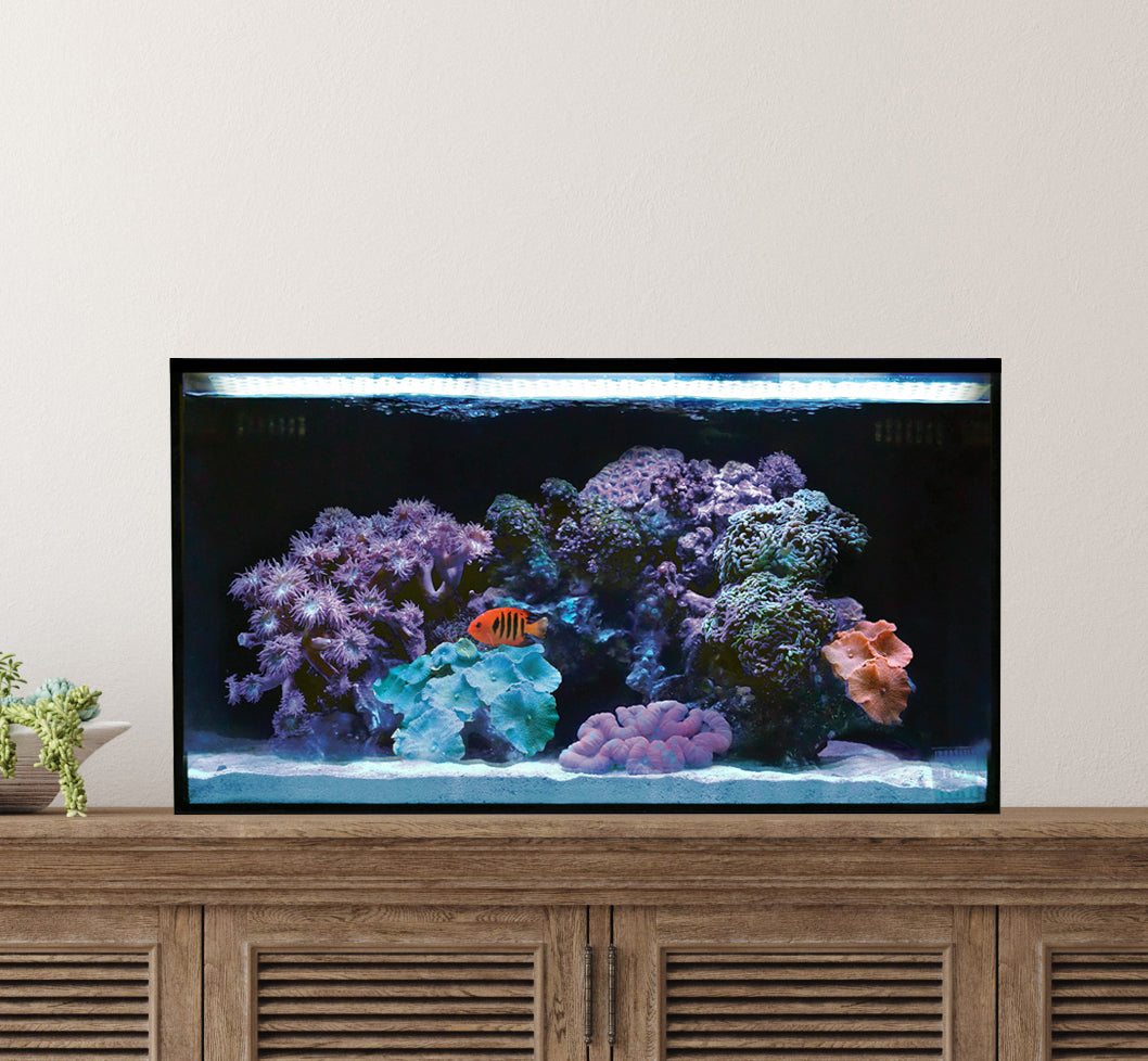 Innovative Marine NUVO Fusion - 20 Long AIO Aquarium - Desktop Starter Kit