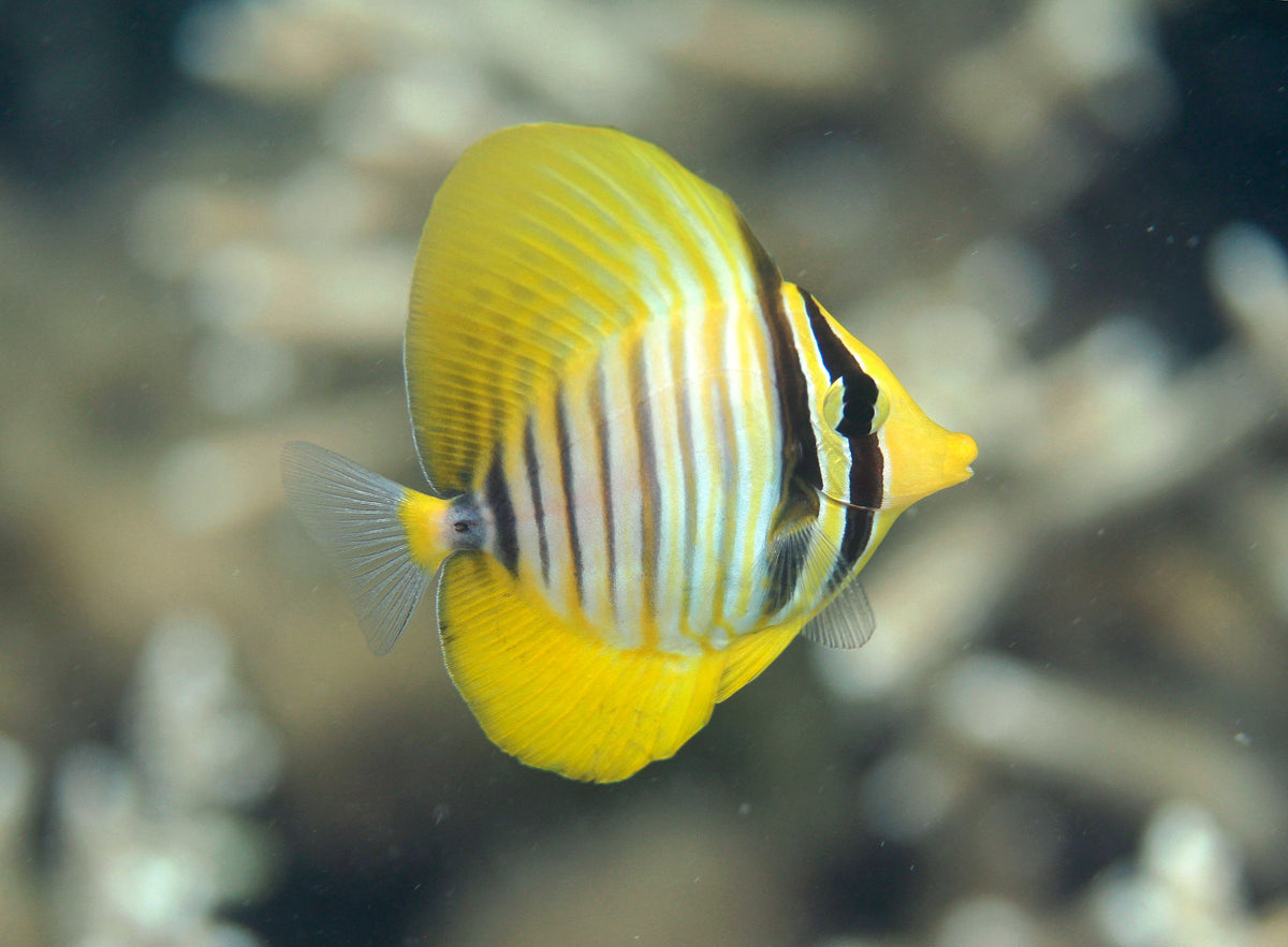 Desjardini Sailfin Tang - Zebrasoma desjardini