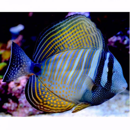 Desjardini Sailfin Tang - Zebrasoma desjardini