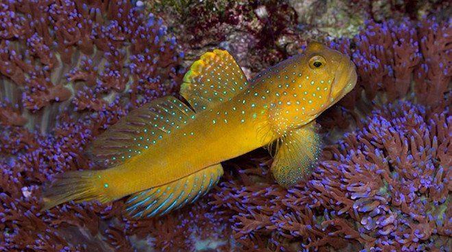 Yellow Watchman Goby - Cryptocentrus cinctus