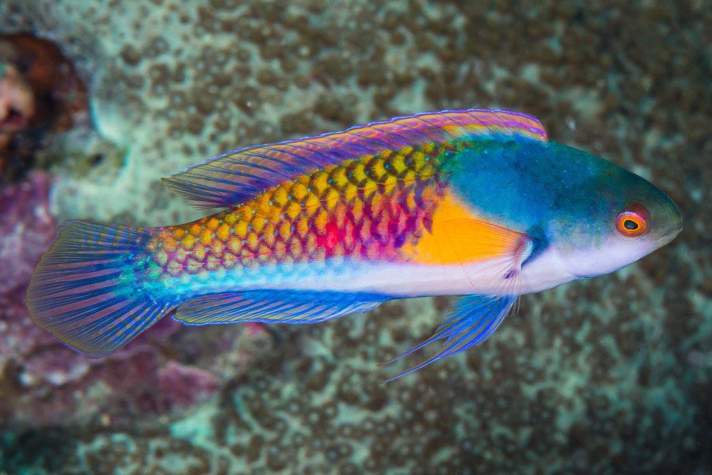 Yellow-Flanked Fairy Wrasse - Cirrhilabrus lyukyuensis