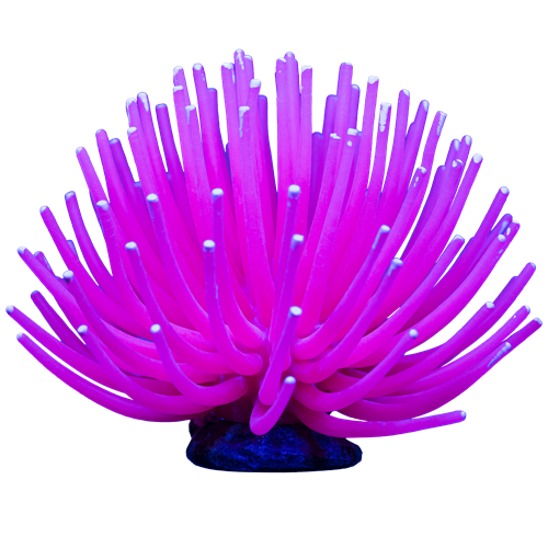 Glofish Pink Anemone