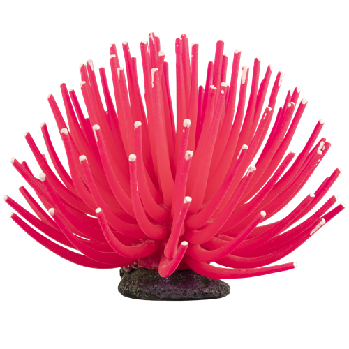 Glofish Pink Anemone