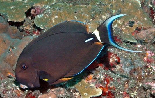 Leucocheilus Tang - Acanthurus leucocheilus