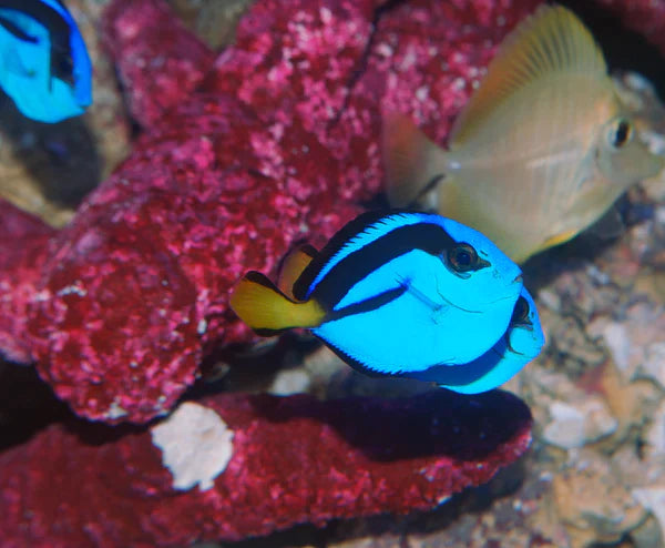 Blue Hippo Tang - Paracanthurus hepatus - Biota Captive Bred