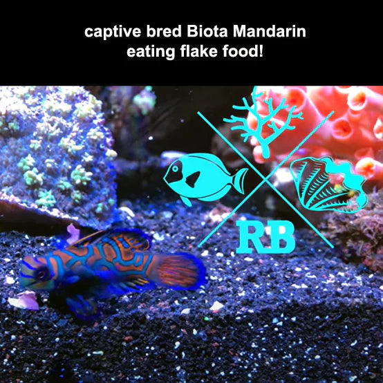 Blue Mandarin Fish - Synchiropus splendidus  - Biota Captive Bred - Tiny (< 1")