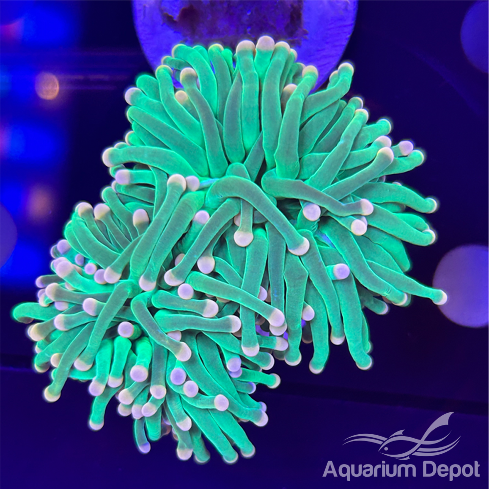 Pink Tip Green Torch (Euphyllia glabrescens)