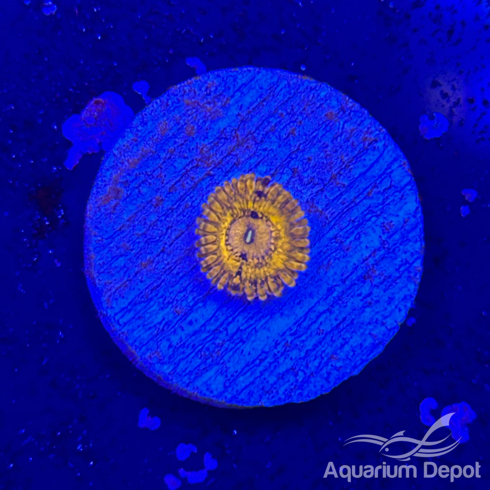 Gold Zoa 1-2 polyps(Zoanthus sp.)