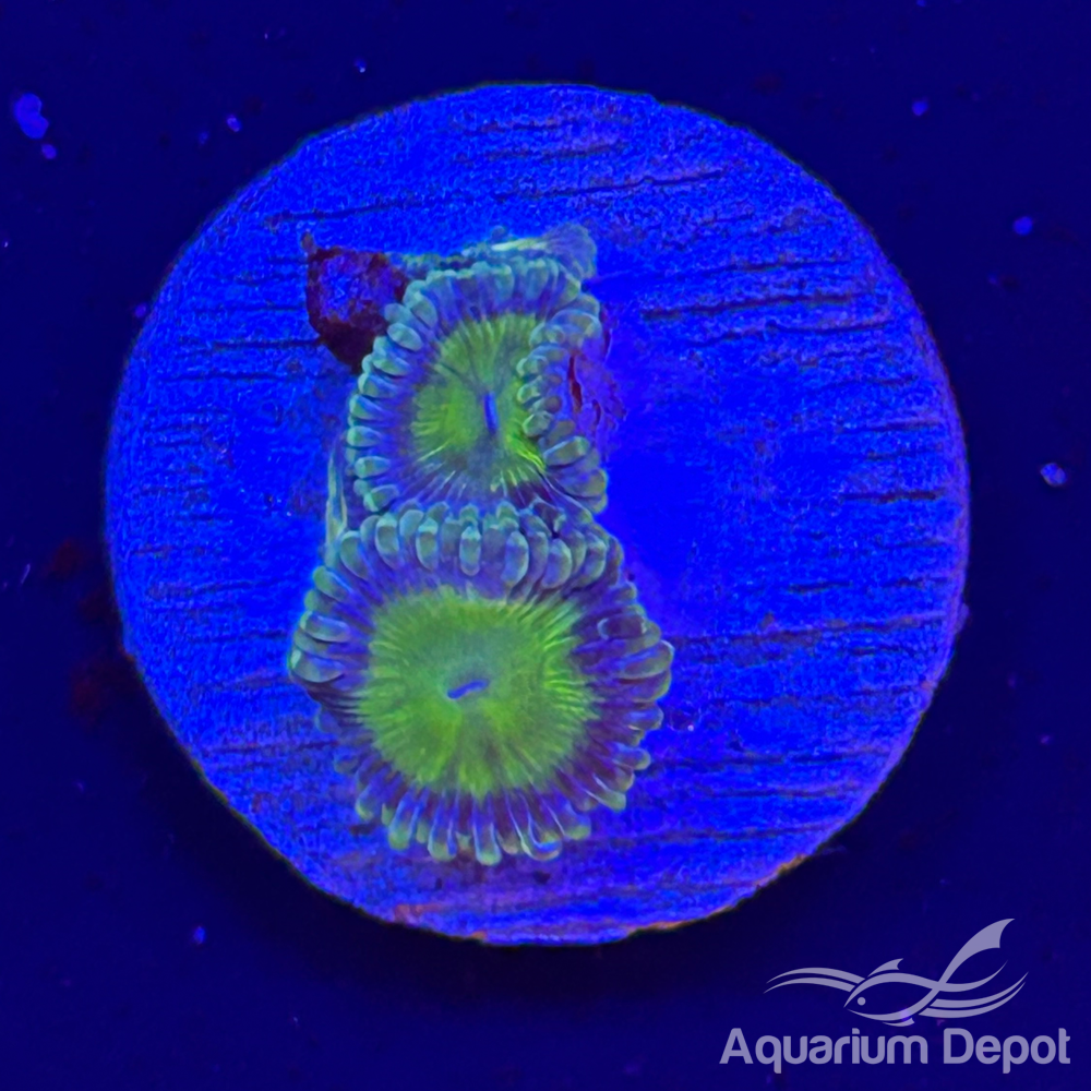 Green Mouth Zoa 1-2 polyps(Zoanthus sp.)