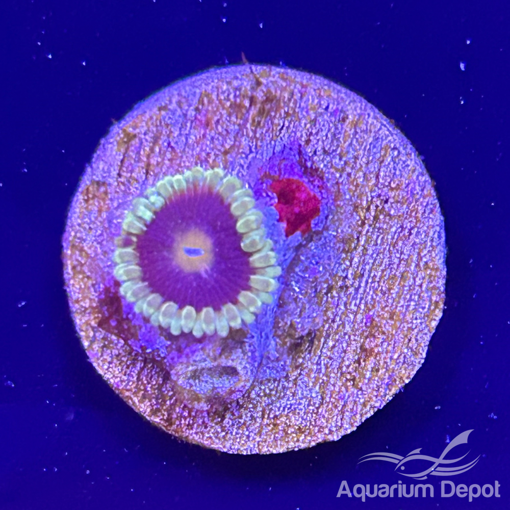 Teal Rim Purple Mouth Zoa 1-2 polyps (Zoanthus sp.)