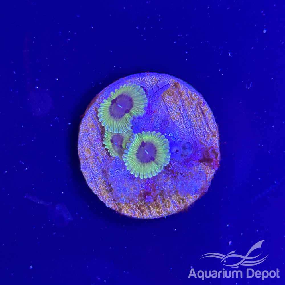 Green Purple Mouth Zoa 1-2 polyps(Zoanthus sp.)