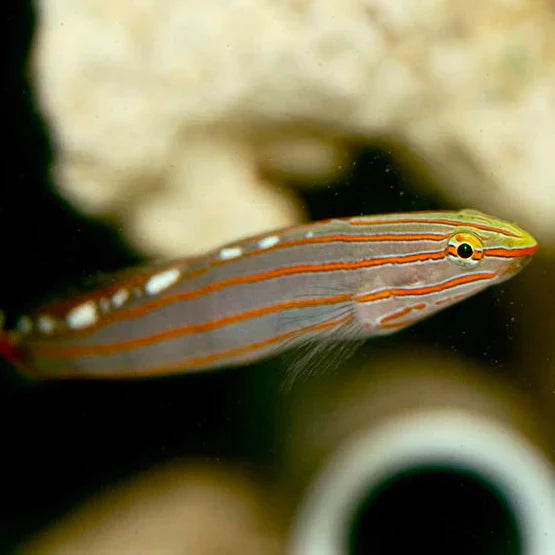 Court Jester Goby - Koumansetta rainfordi - Biota Captive Bred