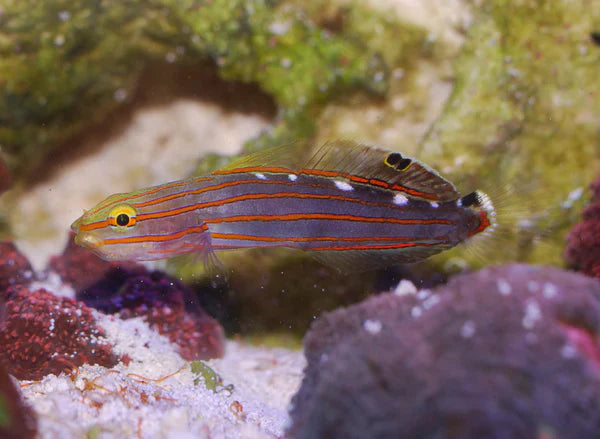 Court Jester Goby - Koumansetta rainfordi - Biota Captive Bred