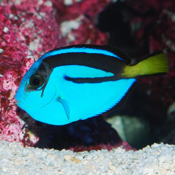 Blue Hippo Tang - Paracanthurus hepatus - Biota Captive Bred