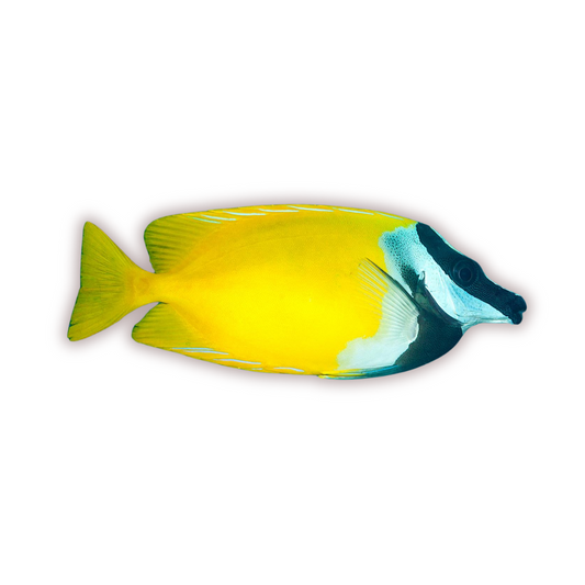 Foxface Rabbitfish - Siganus vulpinus