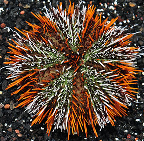 Halloween Tuxedo Urchin - Tripneustes gratilla