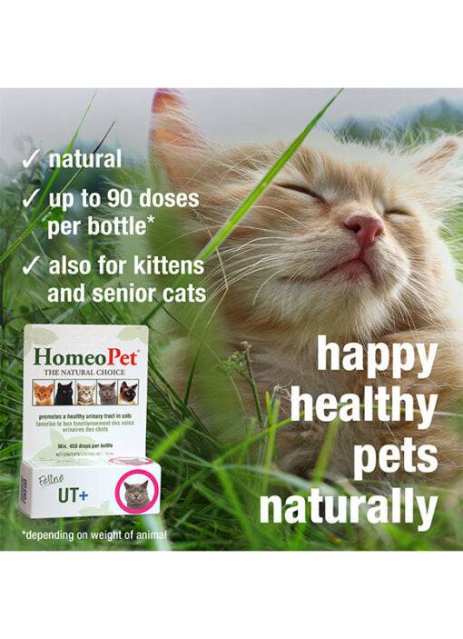 HomeoPet Feline UT+ - 15ml - The Pet Source