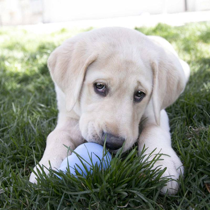 Kong Puppy - Small - The Pet Source