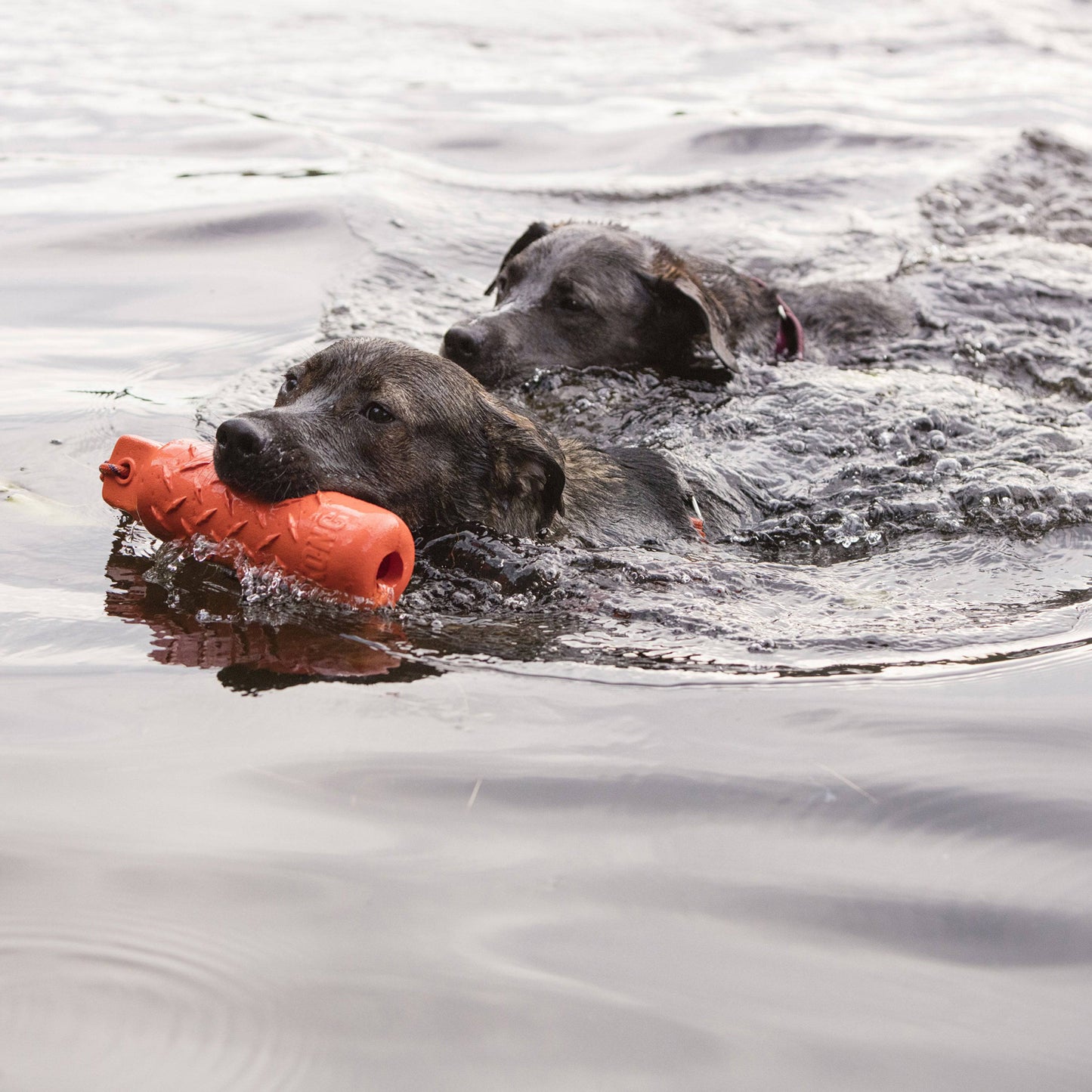 Kong Training Dummy XLarge - The Pet Source