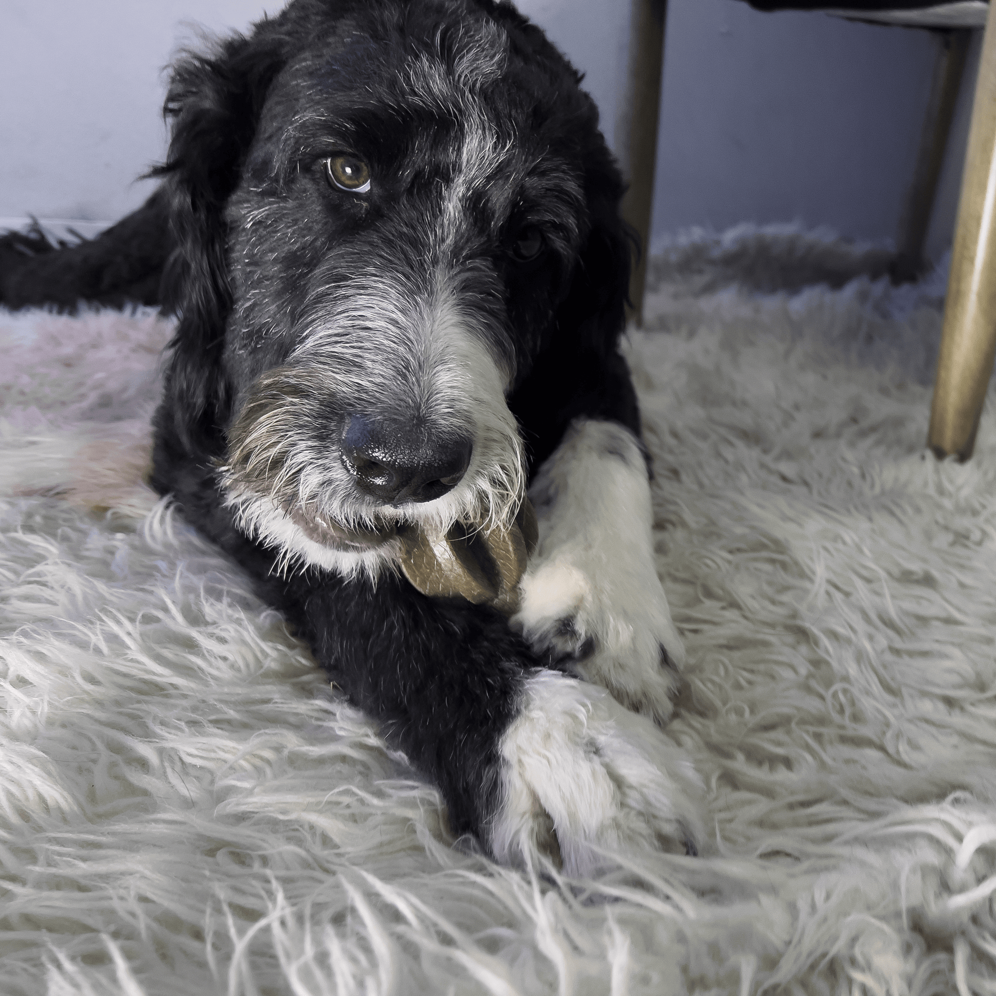 Kong Bamboo Rockerz Stick Small - The Pet Source
