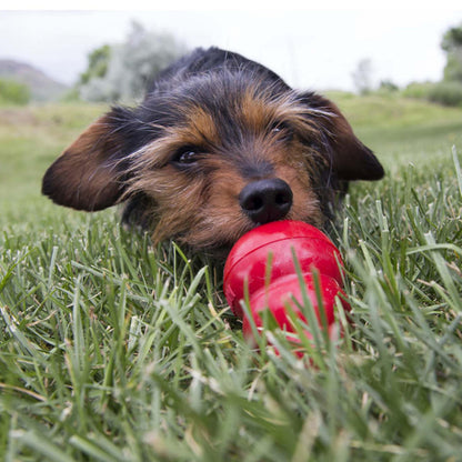 Kong Easy Treat Liver Dog Treat - The Pet Source