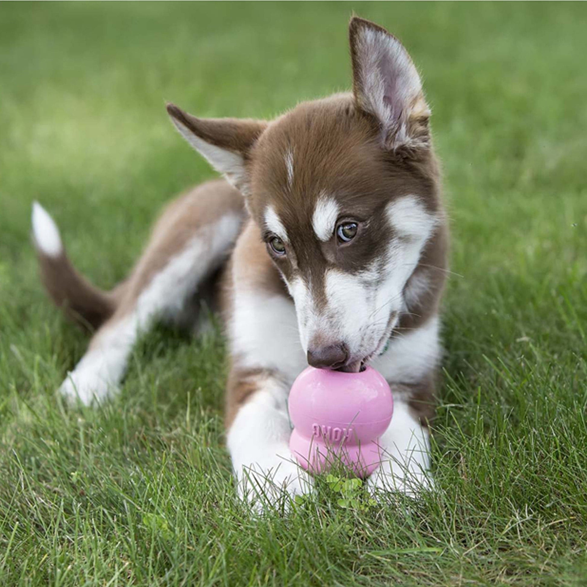 Kong Easy Treat Puppy 8 oz - The Pet Source