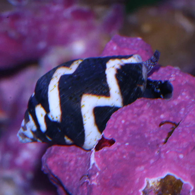 Lightning Dove Snail - Pictocolumbella ocellata