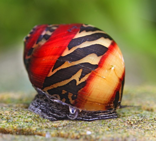 Red Nerite Snail - Neritina vittina waigiensis
