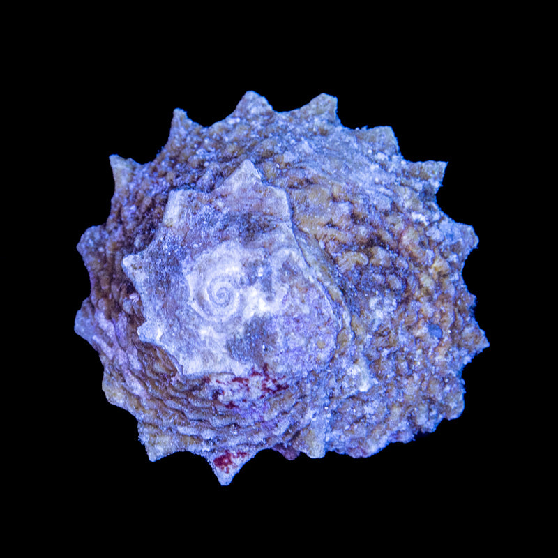 Ninja Star Snail - Astralium calcar