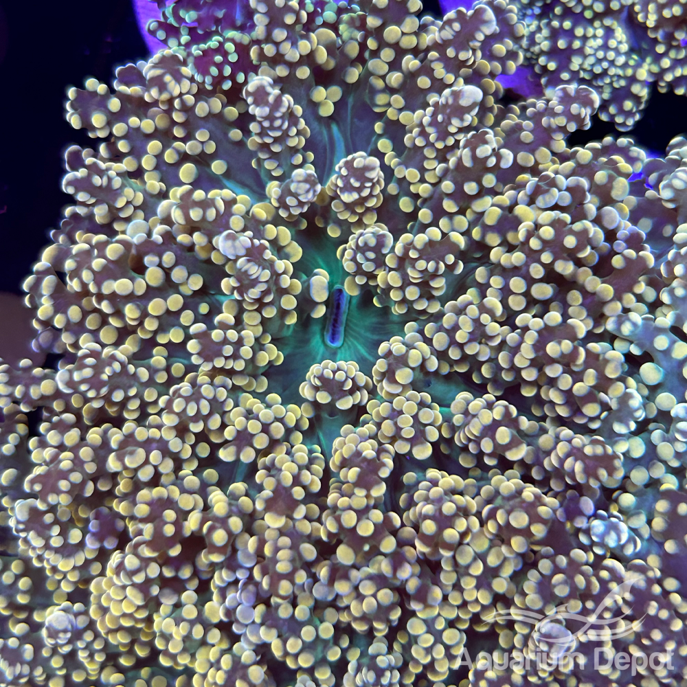 Peach Frogspawn Frag (Euphyllia divisa)