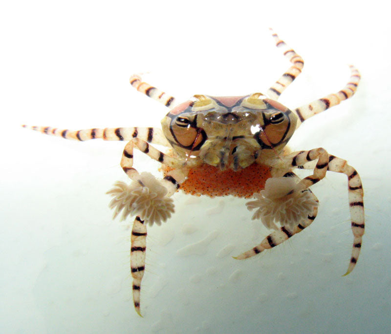 Pom Pom Crab - Lybia tesellata