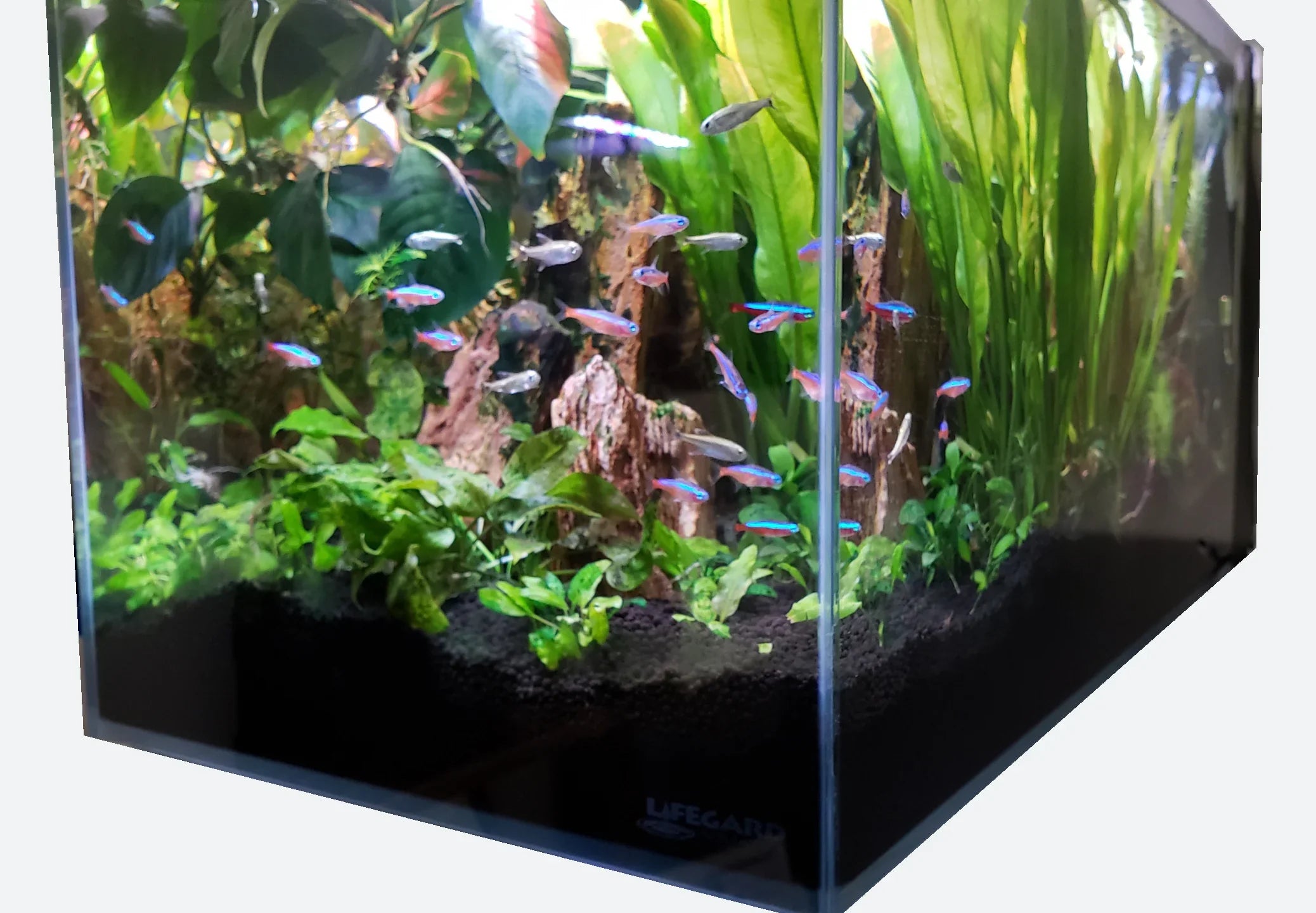 Lifegard Aquatics 45 Degree Low Iron Ultra Clear Aquarium with Built in Side Filter (14.26 gallons, 23.62" x 11.81" x 11.81")